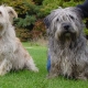 Glen of Imaal Terrier: description de la race irlandaise et soin des chiens