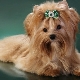 Golddast Yorkshire Terrier: caractéristiques et secrets du contenu