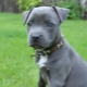 Blue Staffordshire Terrier: à quoi ça ressemble et comment en prendre soin?