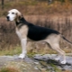 Chiens de chiens: variétés de races, en particulier leur contenu