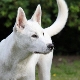 Canaan Dog: fajta leírása és tartalmi tippek