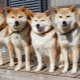 Hokkaido: fajta leírása és tartalma