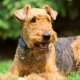 Irish Terrier: variété, règles de soin et alimentation