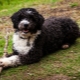 Cão de água espanhol: descrição, natureza e conteúdo da raça