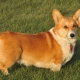 Welsh Corgi fajta története
