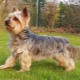L'histoire de l'origine de la race Yorkshire Terrier