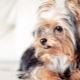 Yorkshire Terriers: standards de race, caractère, variétés et contenu