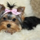 Yorkshire Mini Terrier: description et contenu de la race
