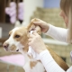 Comment nettoyer les oreilles d'un chien à la maison?