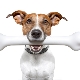 Comment et quoi nourrir le Jack Russell Terrier?