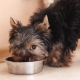 Comment et quoi nourrir les Yorkshire Terriers?