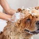 Comment laver un chien?