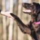 Comment apprendre à un chien à donner une patte?