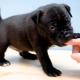 Comment sevrer un chiot pour le mordre?