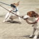 Comment sevrer le chien tire la laisse?