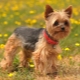 Comment couper un terrier?