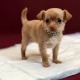 Comment apprendre à un chien à marcher jusqu'à la couche?