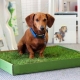 Comment apprendre un chien à la toilette?