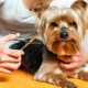 Comment entretenir un Yorkshire terrier?