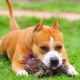Comment éduquer et former un Staffordshire Terrier?