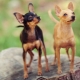 Comment choisir des surnoms pour toy terriers?