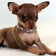 Comment choisir un chiot terrier jouet?