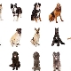 Quel chien est préférable d'avoir dans l'appartement et la maison privée?