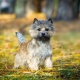 Cairn Terrier: Caractéristiques de la race, contenu et choix des surnoms