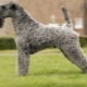Kerry Blue Terrier: description des races, coupes de cheveux et contenus