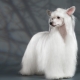 Kínai meztelen kutya: All About Breed