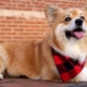 Corgi Flaffy: Génjellemzők és kiskutya tartalom