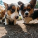 Corgi: leírás, karakter, típusok és színek, tartalom