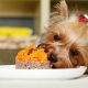 Aliments pour Yorkshire terriers: types, choix et normes alimentaires