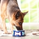 Aliments pour chiens de berger