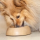 Nourriture pour chien: classification et critères de sélection