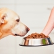 Nourriture pour chiens de classe holistique: composition, types et critères de sélection