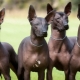 Xoloitzcuintle: espèce de race, comment la contenir?
