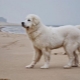 Kuvasz: description de la race de chien, tempérament, soin
