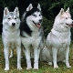 Aime: tout ce que vous devez savoir sur les chiens
