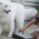 Chien lave pour les chiens: quels sont les types et comment les utiliser?