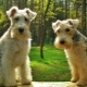 Lakeland Terrier: description de la race et élevage