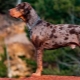 Chien Catahula Léopard: description, avantages et inconvénients, tempérament, règles de soin