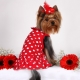 Meilleurs noms de chien pour les filles