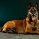 Malinois: description de la race, nature et culture
