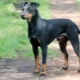 Manchester Terrier: description, alimentation et soins