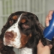 Machines de toilettage pour chiens: variétés, sélection et application