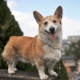 Metisy corgi: leírás és tartalom