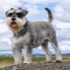 Schnauzer: a fajta és a tartalom árnyalatai leírása