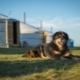 Berger mongol: description de la race, nature et contenu