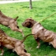 Chiens gonflés: caractéristiques et revue des races